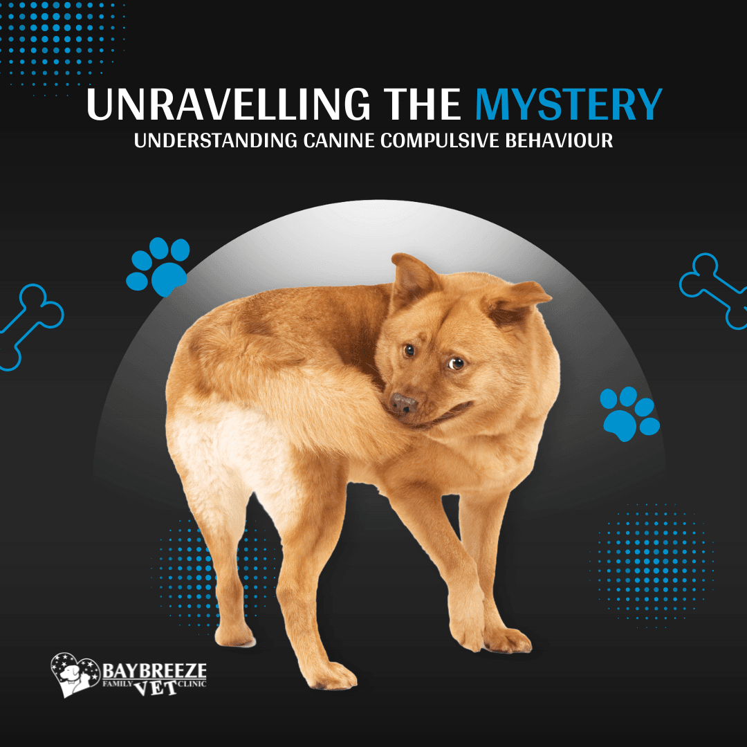 Canine Compulsive Disorder: Recognising and Managing Repetitive Behaviours in Dogs Canine Compulsive Disorder: Recognising and Managing Repetitive Behaviours in Dogs